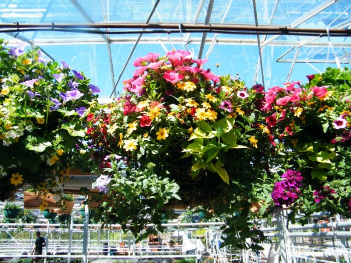 Green Flora Greenhouses Ltd. Hanging Baskets
